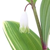 (山野草)斑入りアマドコロ(斑入り甘野老) 3～4号(1ポット)(休眠株) 本州・四国限定[生体]