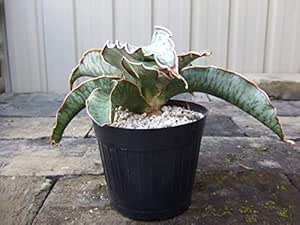 Amazon サンセベリア キルキー シルバーブルー サンスベリア 観葉植物 4号鉢 観葉植物 オンライン通販
