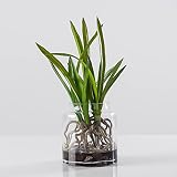 VidroガラスPotted Arrangement – マルチLeaves