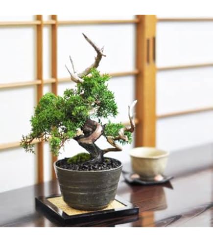 糸魚川真柏　シャリ・ジン・捻転・晩品！ Amazon.co.jp: 糸魚川真柏 ミニ盆栽（捻転・ジン・シャリ