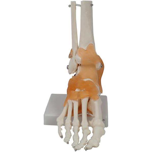 Amazon | Chaksy 靭帯付き足関節模型、人体解剖模型、実物大