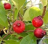 ストロベリーグアバ（赤実グアバ）：熱帯果樹苗　苗木　苗