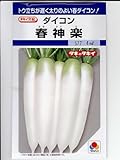 春神楽大根　 タキイ種苗の大根種です