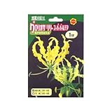 春植え球根 グロリオサリリースーパーバールテア (533196)