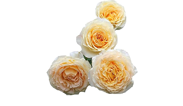 Amazon Co Jp バラ苗 イングリッドベタンクール 国産大苗オリジナル角鉢7号 四季咲き大輪 黄色系 ギヨーローズ フレンチローズ Diy 工具 ガーデン