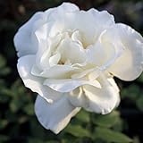 バラ苗 マウントシャスター ７号スリット大苗 木立バラ 四季咲き 白色 強健 薔薇 バラ苗木 np