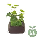 Wa Bonsai(和盆栽) DEODORANT ARTIFICIAL GREEN　消臭アーティフィシャルグリーン オオバコ KH-61064