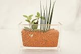 【お手入れ簡単、無菌・無臭の園芸用土セラミス使用】　観葉植物　　ハイドロカルチャー　寄せ植え二種　横長ガラス鉢　セラミス