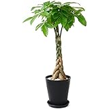 観葉植物 本物 選べる観葉植物 8号鉢 (パキラ, ブラック) 【セラアート鉢】