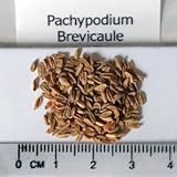 【多肉植物／塊根植物】Pachypodium★パキポディウム 種子５粒 コーデックス (Brevicaule) [並行輸入品]