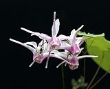 【山野草】イカリソウ「丹頂」