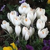 クロッカス　ジャンヌダーク　１０球入