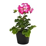 花市場直送便 花苗 ゼラニューム ピンク 8入