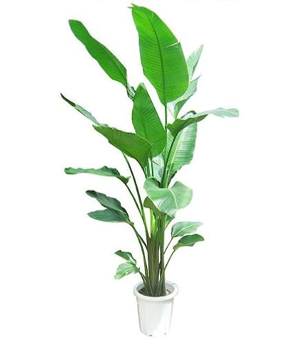 Amazon｜ストレリチア オーガスタ 8号｜観葉植物 オンライン通販