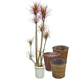 コンシンネ・レインボー 10号【バスケット(鉢カバー) 付き】 バスケット01