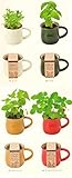 [植物 栽培 栽培セット ガーデン 手軽 癒し グリーン ハーブ]ヴェルデカフェ　ミント