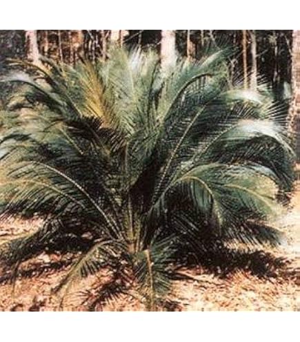 Amazon.co.jp: ソテツ（実生株）3号 [関東以南で庭植えも可能！][蘇鉄