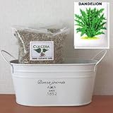 ダンデライオンの栽培セット/標準セット（液体肥料なし）プランターホワイト仕様