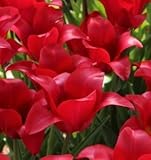 チューリップ　キャンドルルージュ（新潟６号）　５球入