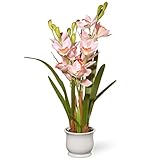 Nationalツリー会社Spring Orchidシルク花 – ライトピンク ホワイト NF36-5293S