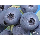 ブルーベリー 苗木 T-100（ノビリス） 苗 2年生 挿し木苗 【 ラビットアイ系 】