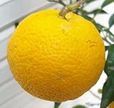 【柑橘大苗】 一才本ゆず 5年生 接木苗 【ガーデンストーリーの果樹苗木】