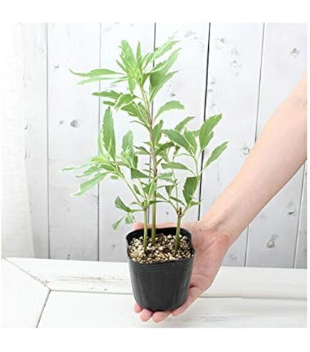 Amazon | フジバカマ 苗 赤白寄せ植え 藤袴 3号 山野草 宿根草