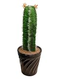 インテリアグリーン人工観葉植物・柱サボテン・光触媒品