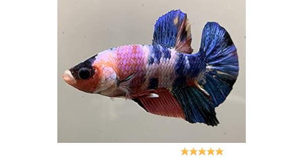 Amazon 高級ベタ 一点物 ベタ マーブル Pkhm A 生体 オリジナル 観賞魚 水中生物 通販