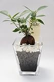 【モノトーンの観葉植物なのでどんなお部屋にもぴったり♪ギフトにも♪】　ハイドロカルチャー　観葉植物　ガジュマル スクエアガラスベース大（炭）白石のせ ２個セット