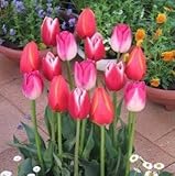 チューリップ　二色咲混合　５球入