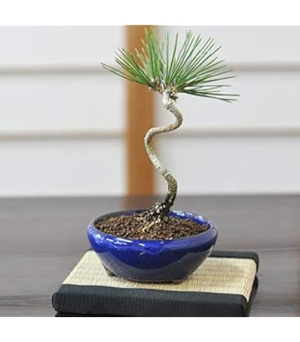 Amazon.co.jp: ミニ盆栽 黒松の寄せ植え(松ぼっくり付き） : DIY・工具