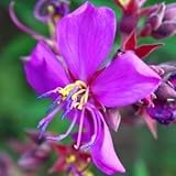 Dissotis canescens - Pink Marsh Dissotis - 10 seeds