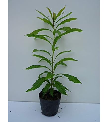 Amazon.co.jp: クルミ：信濃クルミ（しなのくるみ）実生苗4.5号ポット