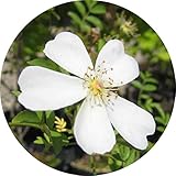 モッコウバラ　白一重　2年生苗