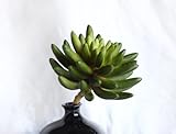 TomYumKung 6" アガベ artificial succulent plants