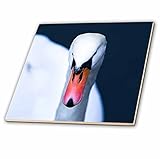 3drose Alexis写真 – 鳥 – Closeup View of aホワイトスワン。ブルー水 – タイル 8-Inch-Glass ct_264223_7
