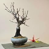 盆栽妙 紅梅 大盃　信楽鉄鉢 樹高27cm×幅20cm
