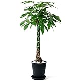観葉植物 本物 パキラ 10号鉢 【セラート鉢】