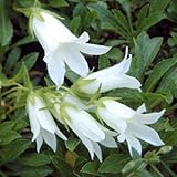 白花チシマギキョウ