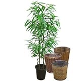 ショウナンゴムノキ 10号サイズ【バスケット(鉢カバー) 付き】 バスケット03