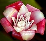 Etlingera venusta - Malay Rose Torch Ginger - 5 seeds