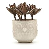 T4U 7CM 陶器 フクロウ模様 植木鉢 多肉植物 サボテン鉢 フラワーポット プランター容器 白