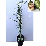 Amazon Co Jp フィンガーライム グリーン ピンク9cmポット苗 挿し木苗 2個セット 果樹 二年生挿し木苗 フィンガーライムはオーストラリア原産の柑橘類で 長さ4 8cmの円筒形 重さは10 g ライムのような酸味があり粒状の果肉とその食感から キャビア Amazon Co Jp フィンガーライム グリーン ピンク9cmポット苗 挿し木苗 2個セット 果樹 二年生挿し木苗 フィンガーライムはオーストラリア原産の柑橘類で 長さ4 8cmの円筒形 重さは10 g ライムのような酸味があり粒状の果肉とその食感から キャビア