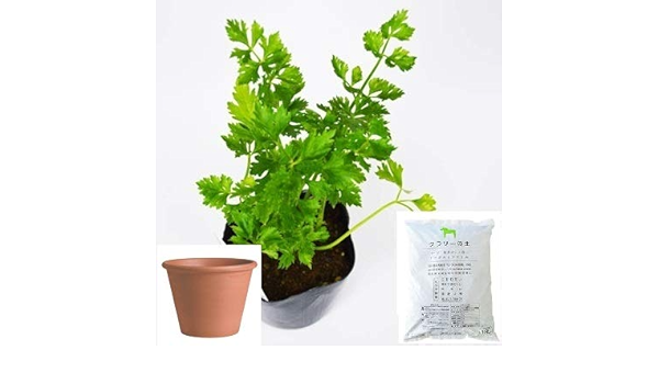 Amazon Co Jp スープセロリ ハーブ セロリ 栽培 セット ハーブ テラコッタ 鉢 プランター 鉢受皿 付 Diy 工具 ガーデン