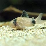 （熱帯魚）コリドラス・パンダ（３匹） 北海道・九州航空便要保温