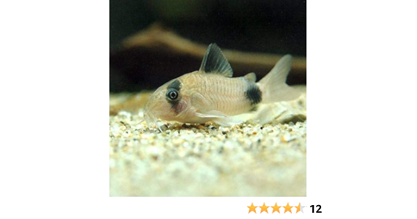 Amazon 熱帯魚 お一人様１点限り コリドラス パンダ ５匹 北海道 九州航空便要保温 Charm チャーム 観賞魚 水中生物 通販