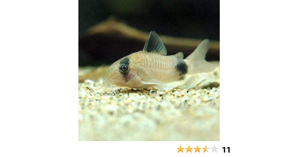 Amazon 熱帯魚 コリドラス パンダ ６匹 北海道航空便要保温 Charm チャーム 水槽 アクアリウム 通販