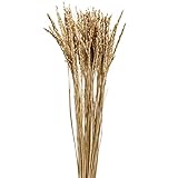 大地農園 ドライフラワー イナホ(50本入り) DO050110-902