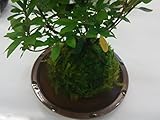 苔玉盆栽（シノブゴケ）